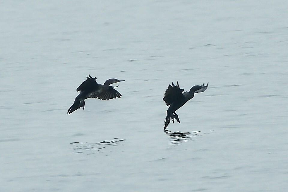 Cormoran à cou brun - ML620300277