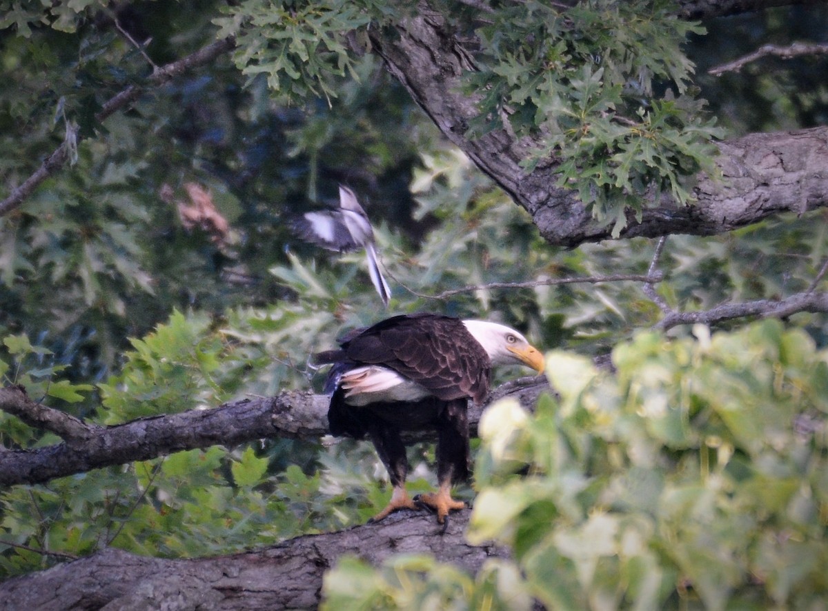 Bald Eagle - ML620300278