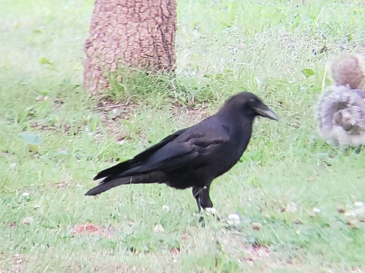 American Crow - ML620300284