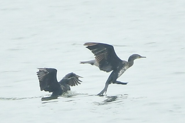 Cormoran à cou brun - ML620300285