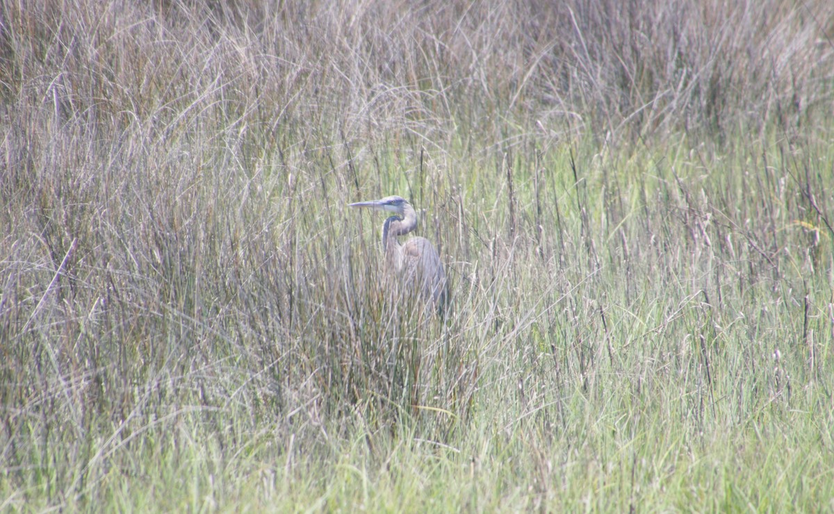 Garza Azulada - ML620300292