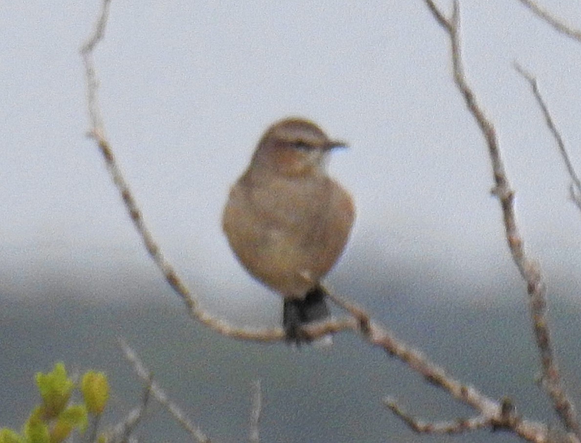 Patagonian Mockingbird - ML620300296