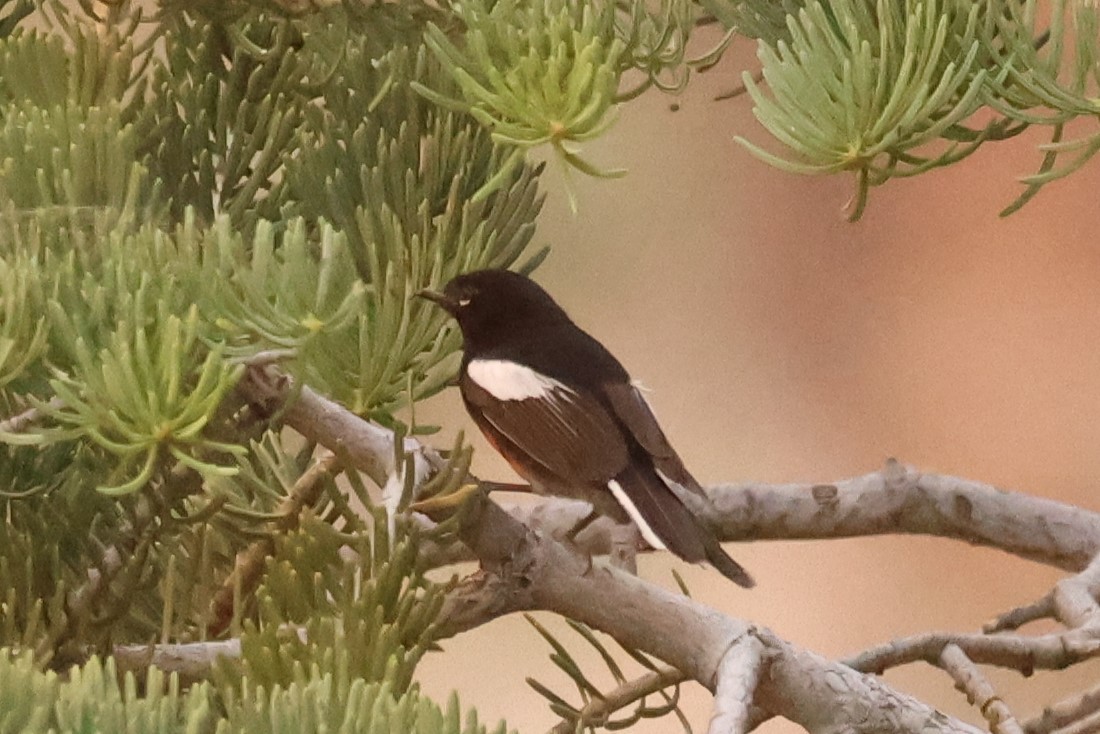 Painted Redstart - ML620300297