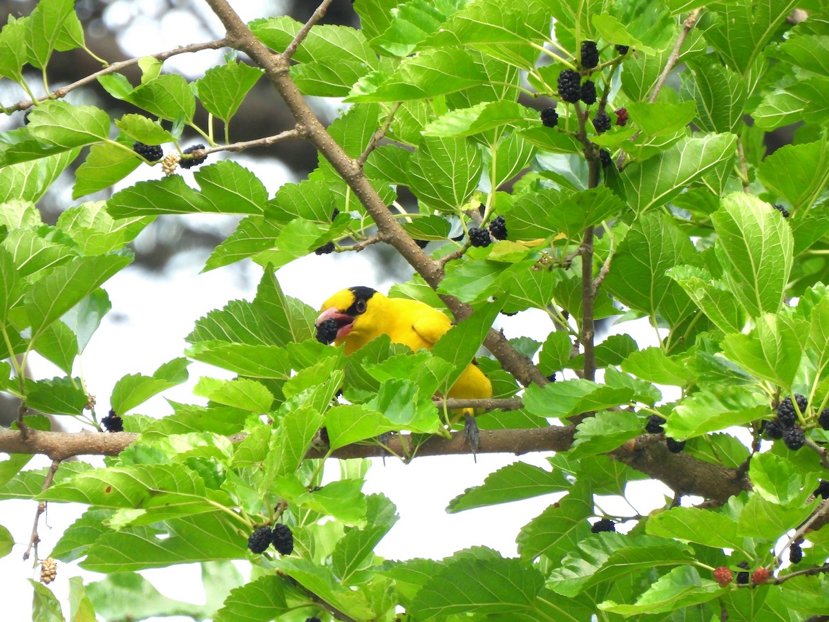 Black-naped Oriole - ML620300301