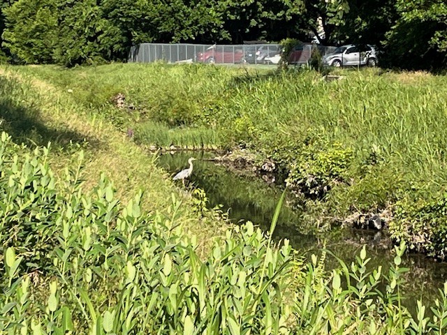 Great Blue Heron - ML620300304