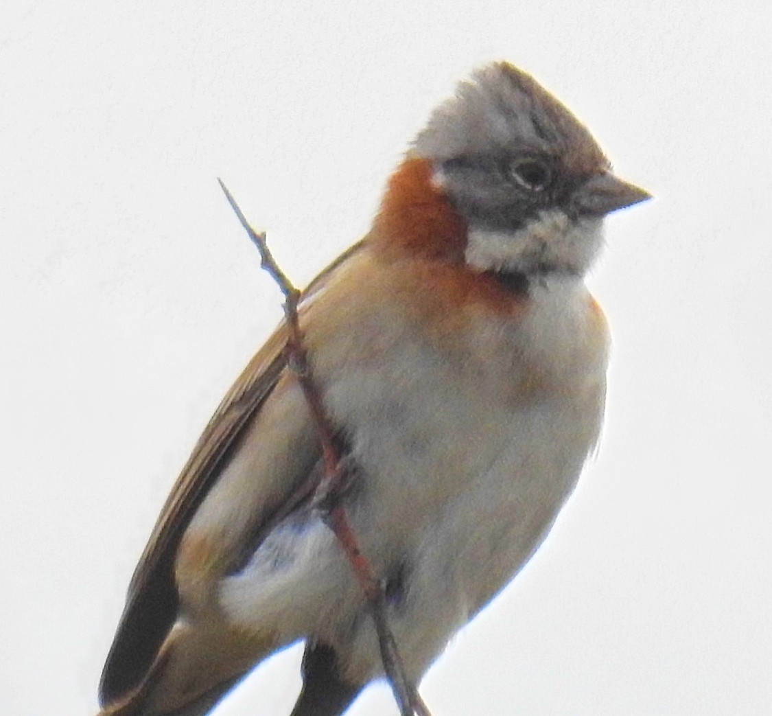 Rufous-collared Sparrow - ML620300322