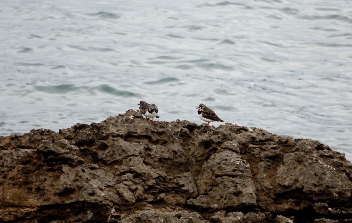 Ruddy Turnstone - ML620300323