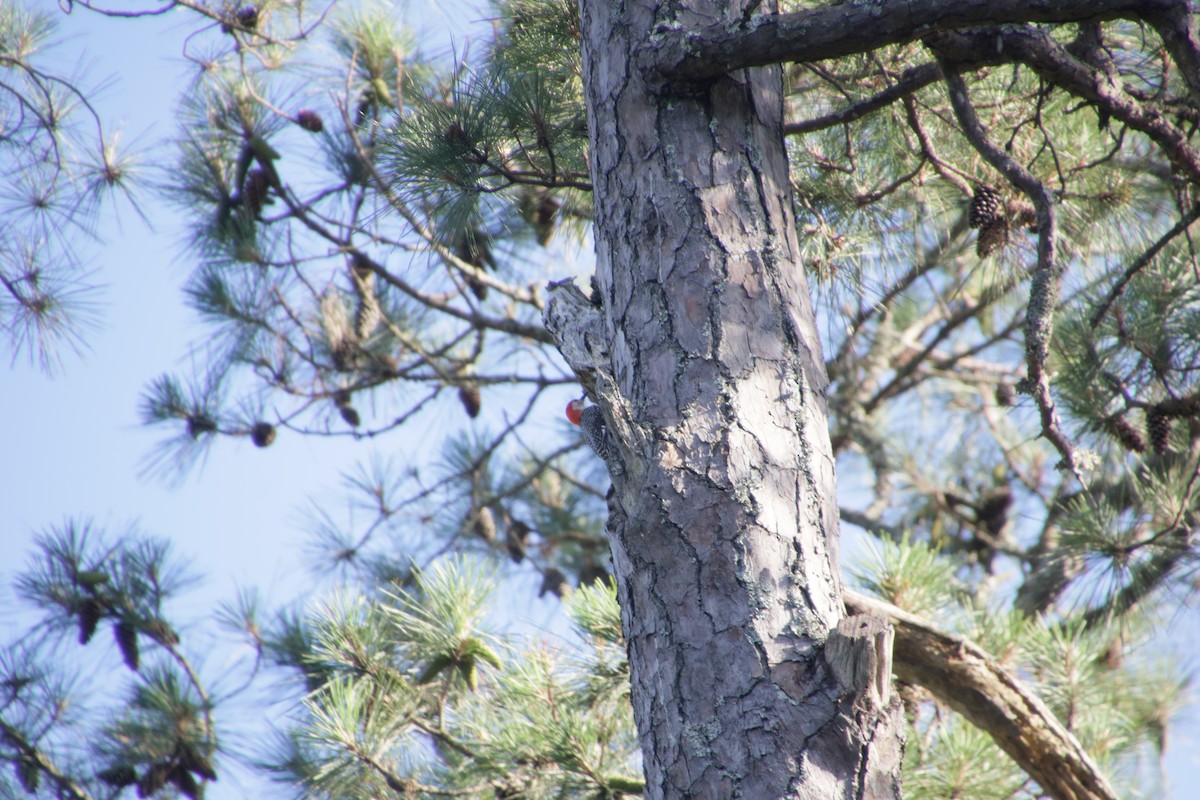 Red-bellied Woodpecker - ML620300324