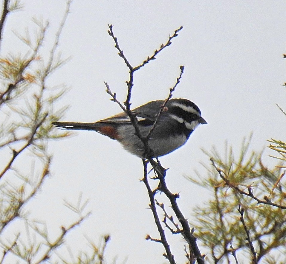 Ringed Warbling Finch - ML620300325