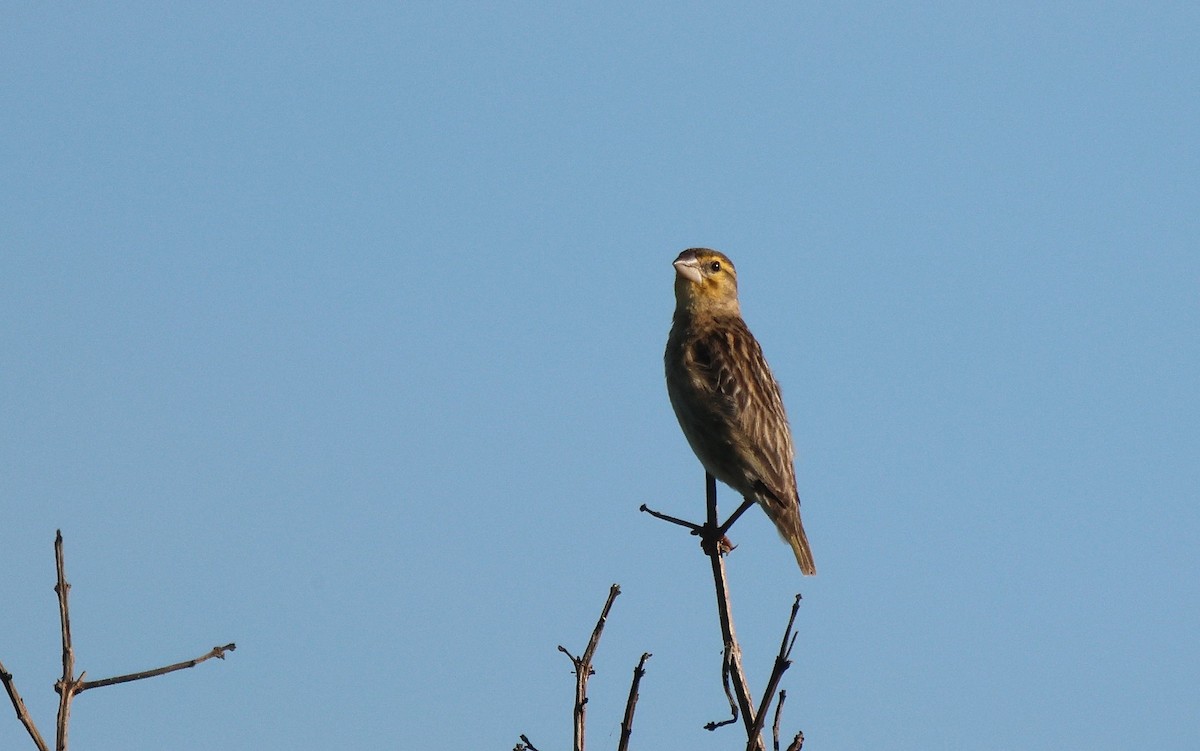 Black-winged Bishop - ML620300328