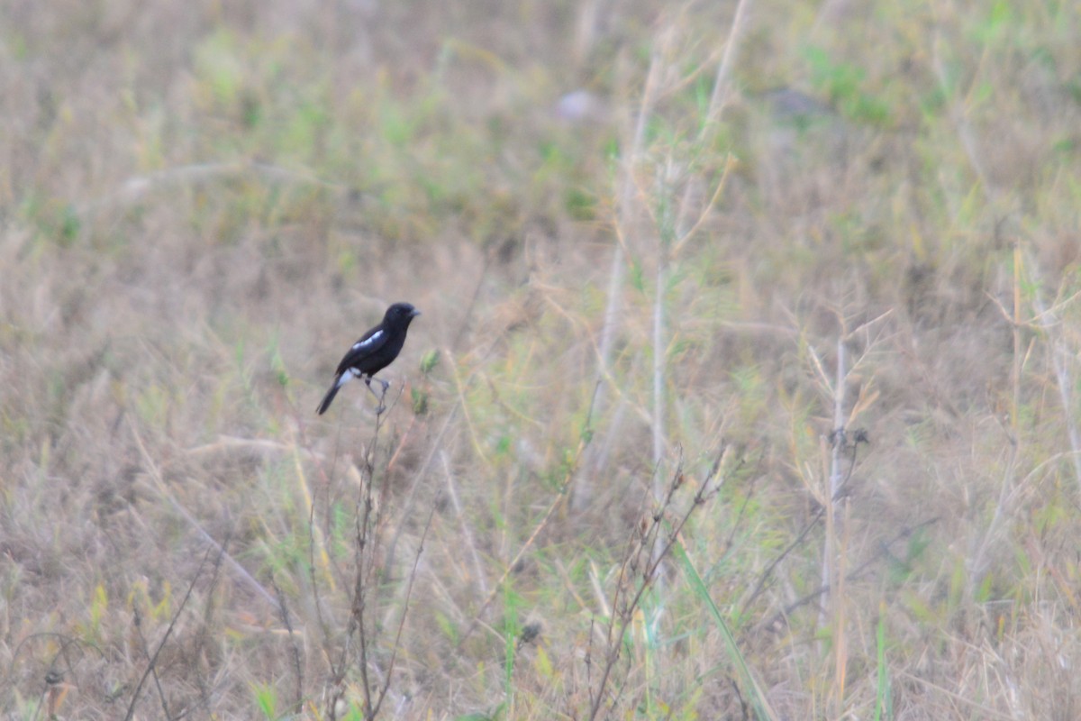 Pied Bushchat - ML620300329