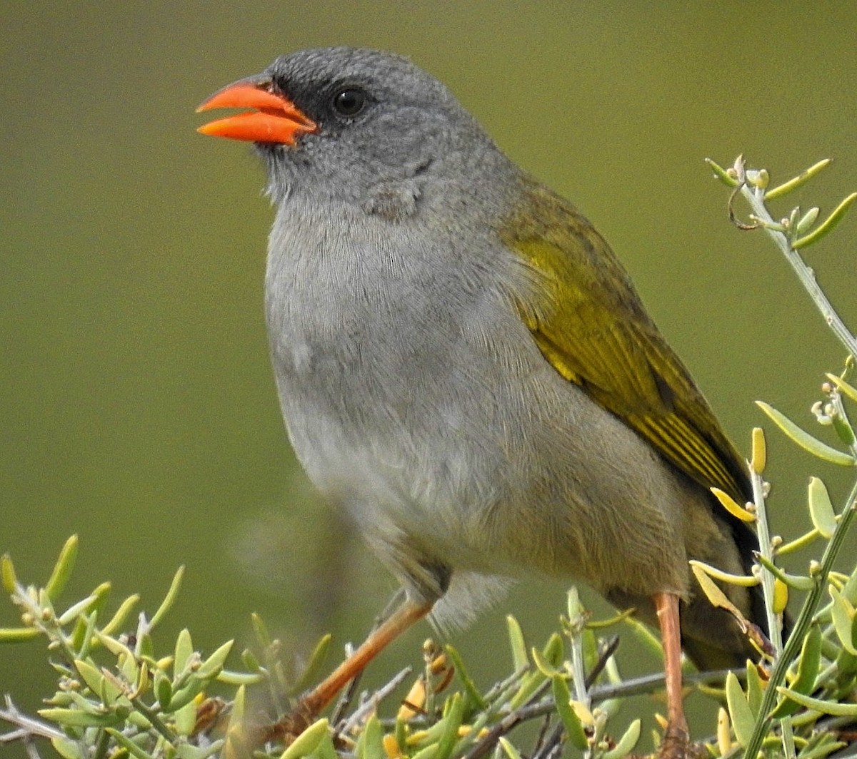 Great Pampa-Finch - ML620300338