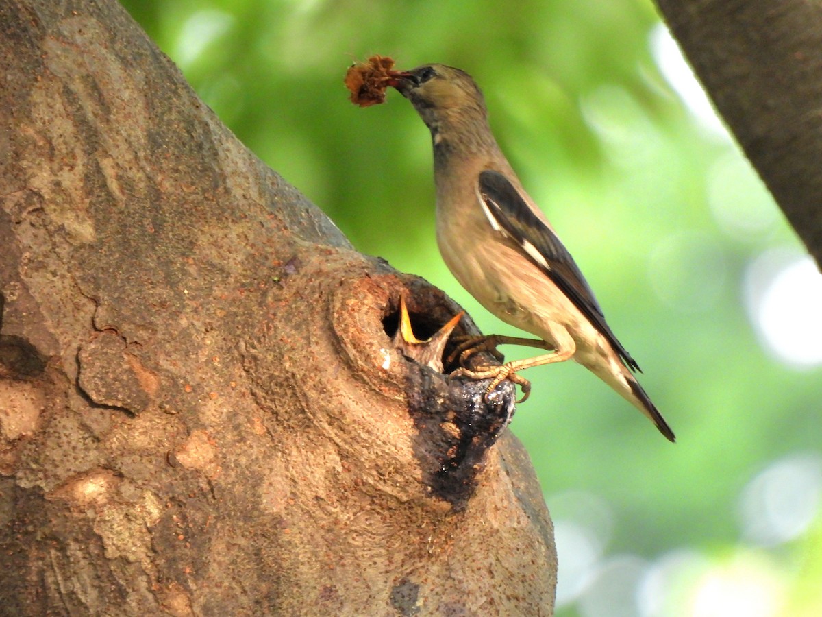 Red-billed Starling - ML620300342