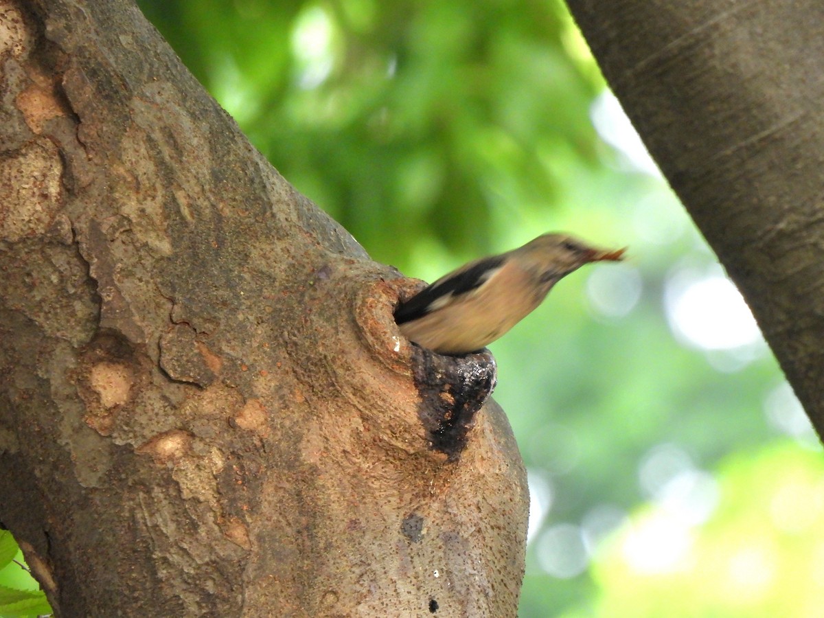 Red-billed Starling - ML620300343