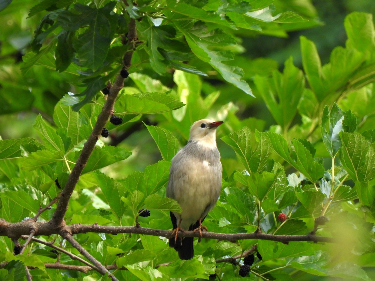 Red-billed Starling - ML620300344