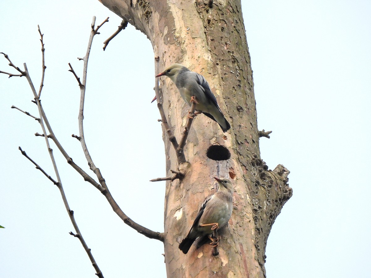 Red-billed Starling - ML620300345