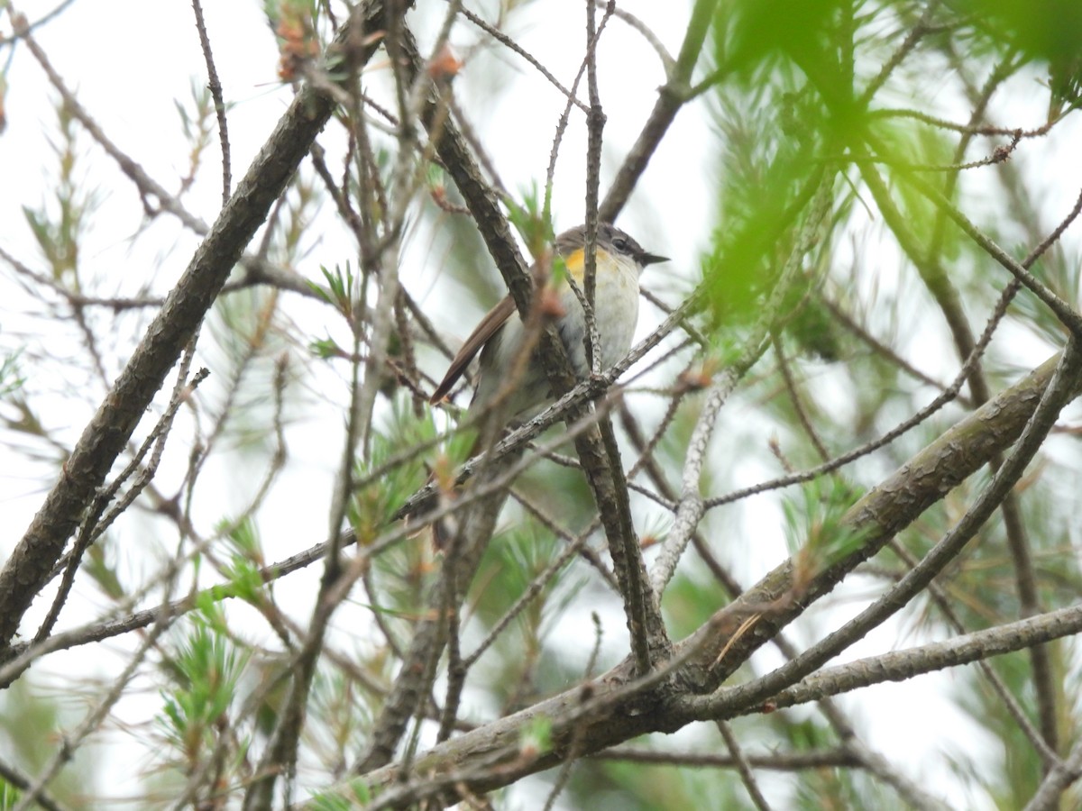 American Redstart - ML620300351