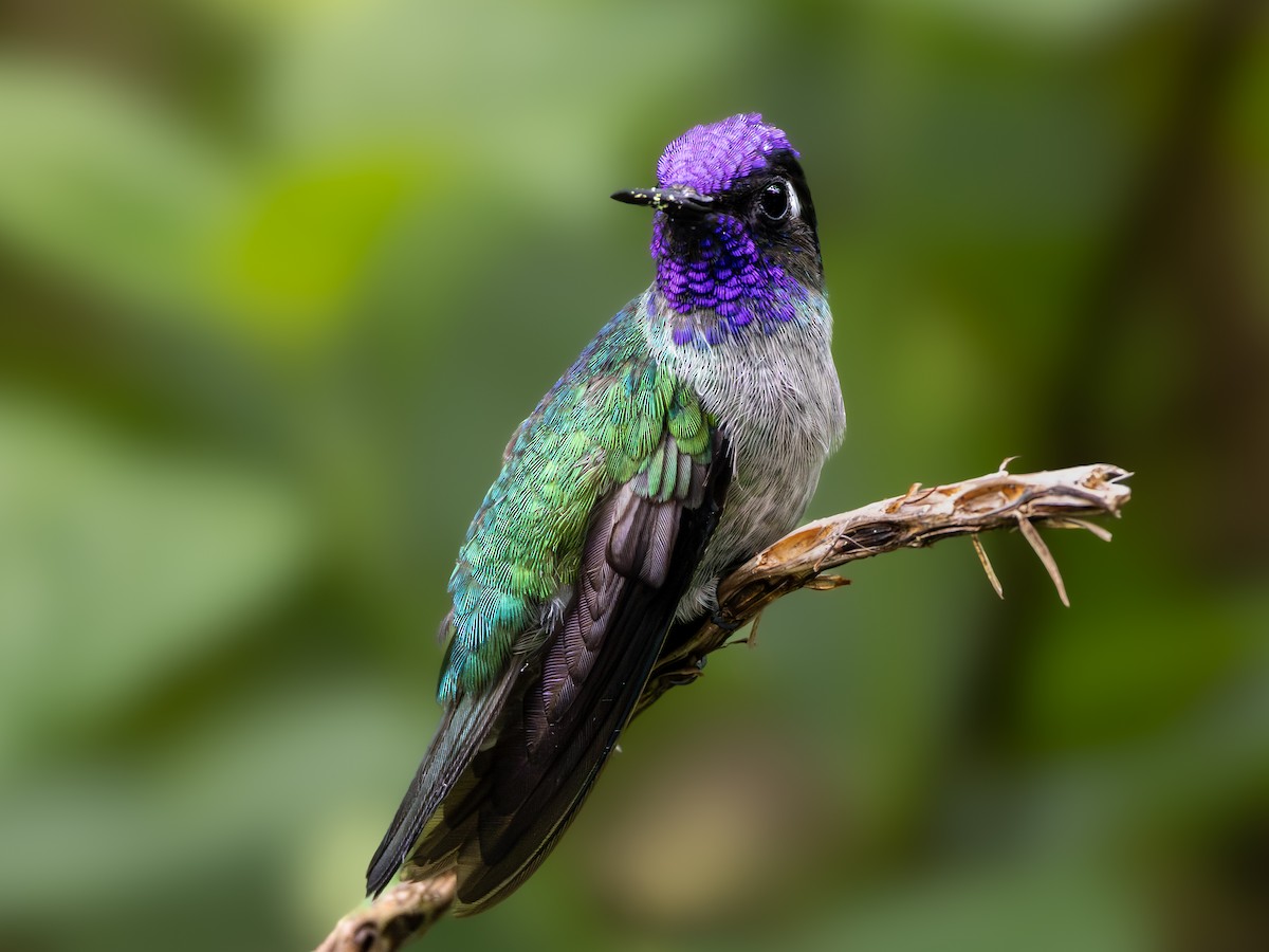 Violet-headed Hummingbird - ML620300352