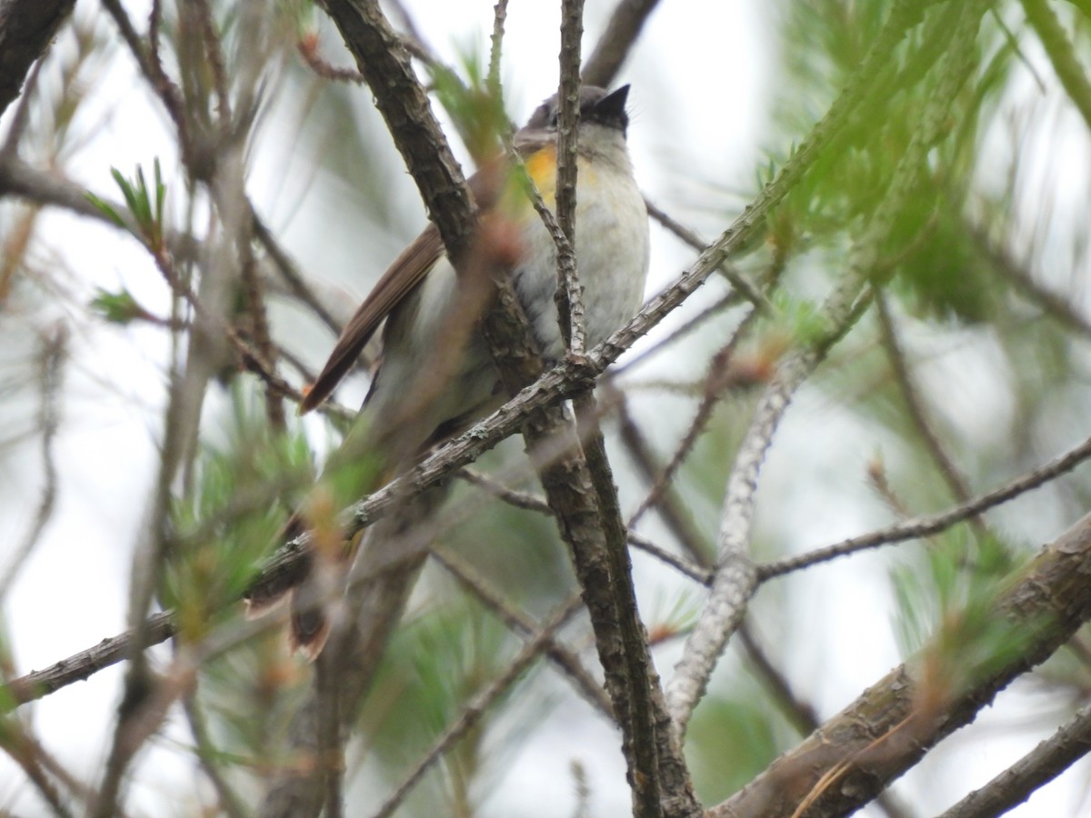 American Redstart - ML620300353