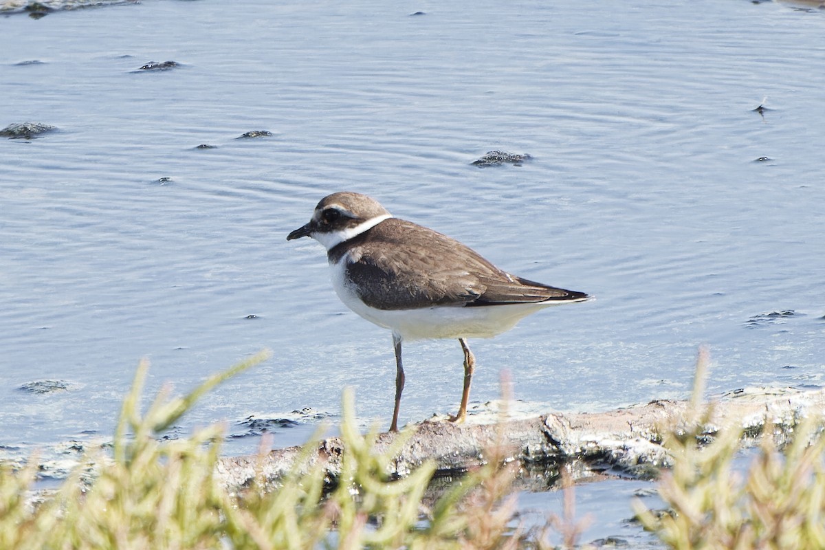 Common Ringed Plover - ML620300355