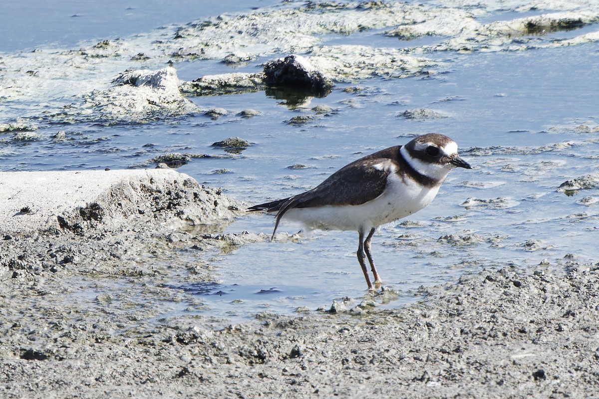 Common Ringed Plover - ML620300356