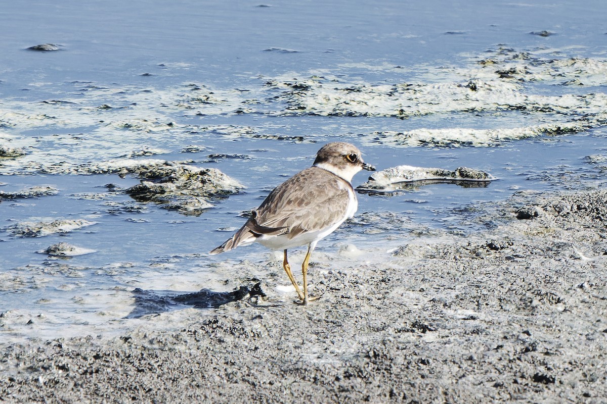 Little Ringed Plover - ML620300357