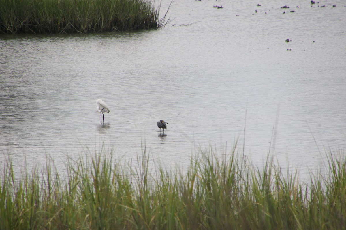 Snowy Egret - ML620300361