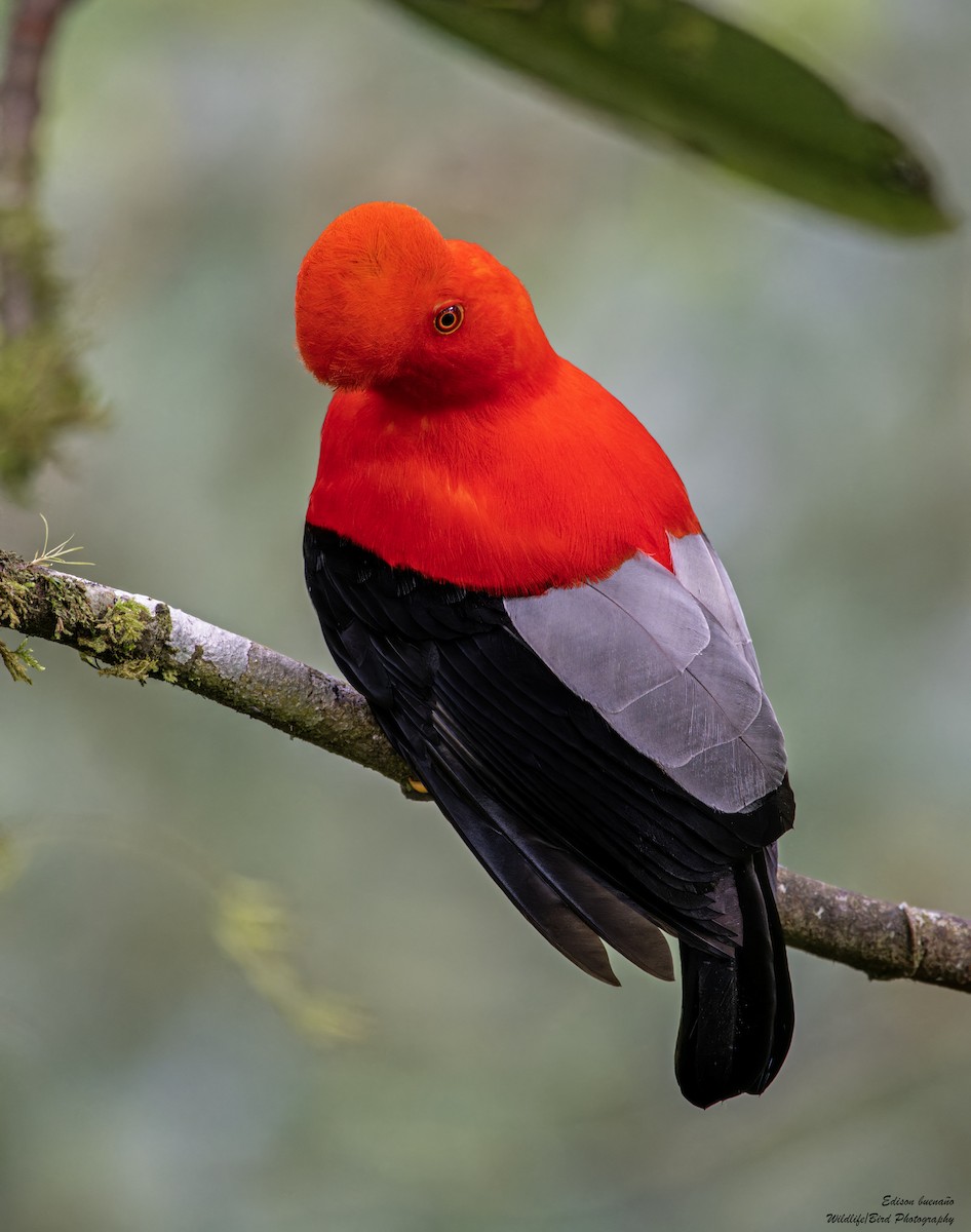 Andean Cock-of-the-rock - ML620300365