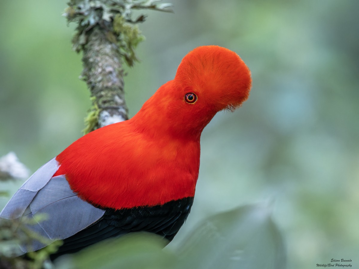 Andean Cock-of-the-rock - ML620300366