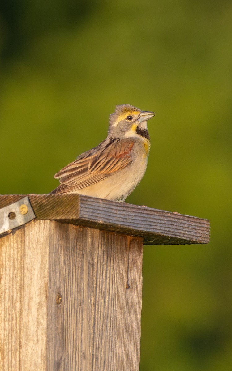 Dickcissel - ML620300367