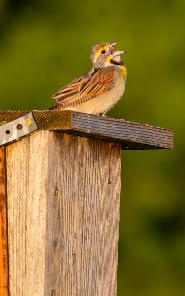 Dickcissel - ML620300368