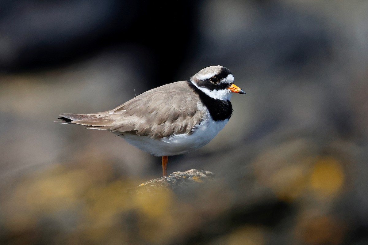 Common Ringed Plover - ML620300373