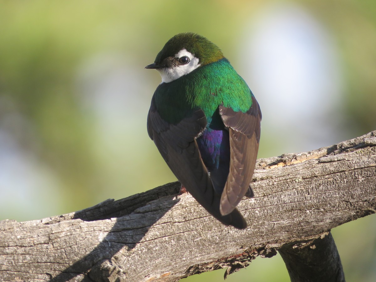 Violet-green Swallow - ML620300375