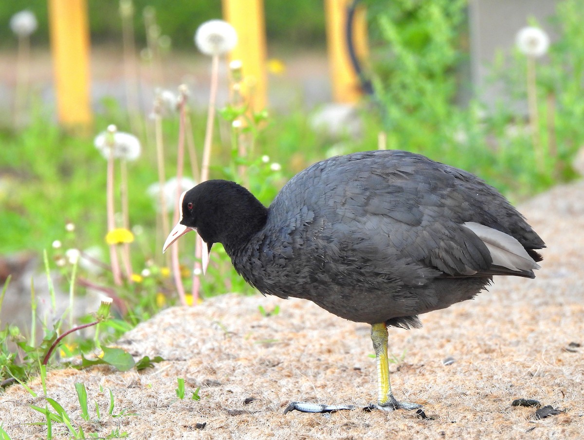 Eurasian Coot - ML620300382