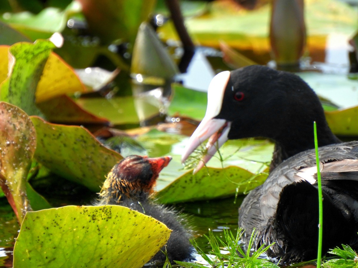 Eurasian Coot - ML620300384