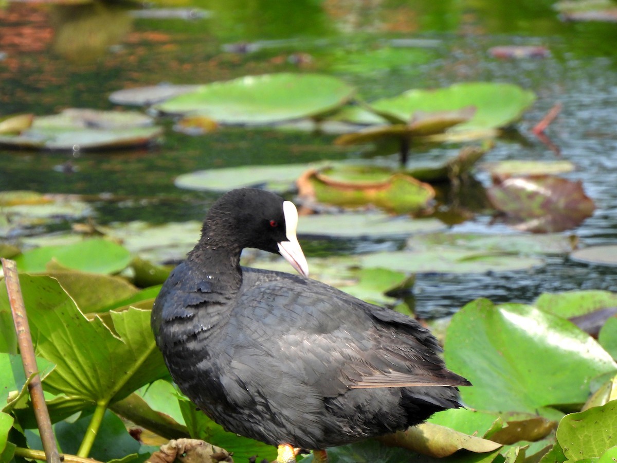 Eurasian Coot - ML620300386