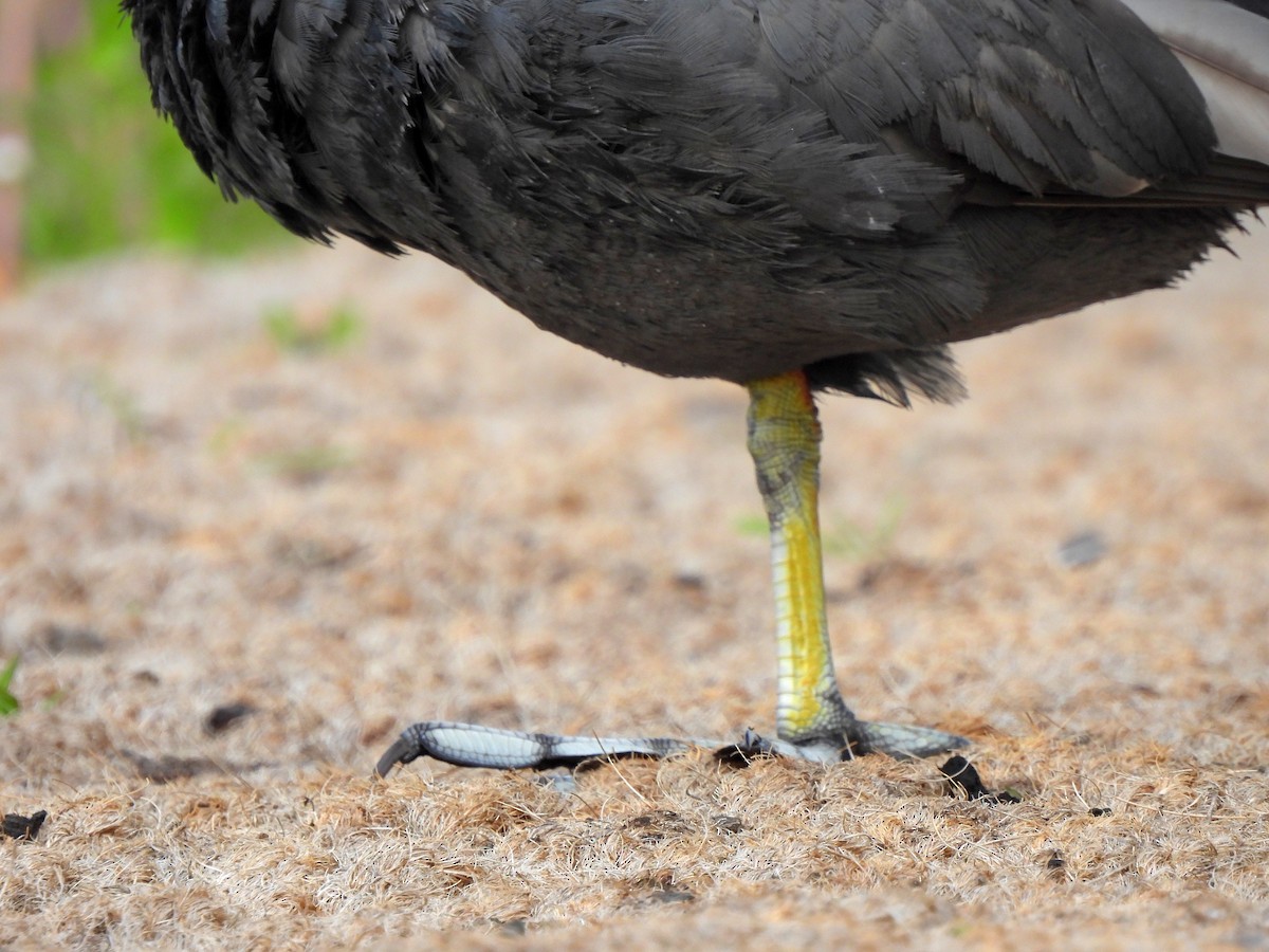 Eurasian Coot - ML620300387