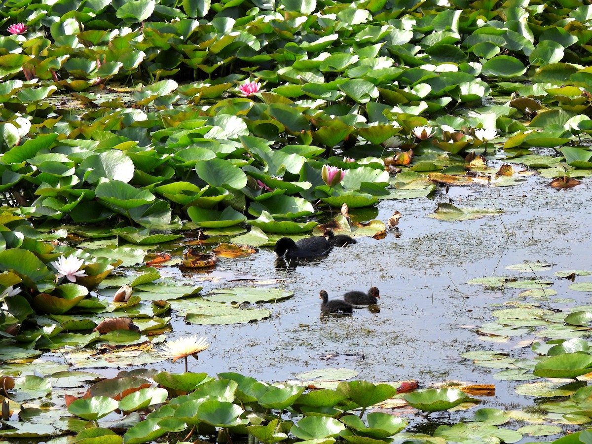 Eurasian Coot - ML620300390