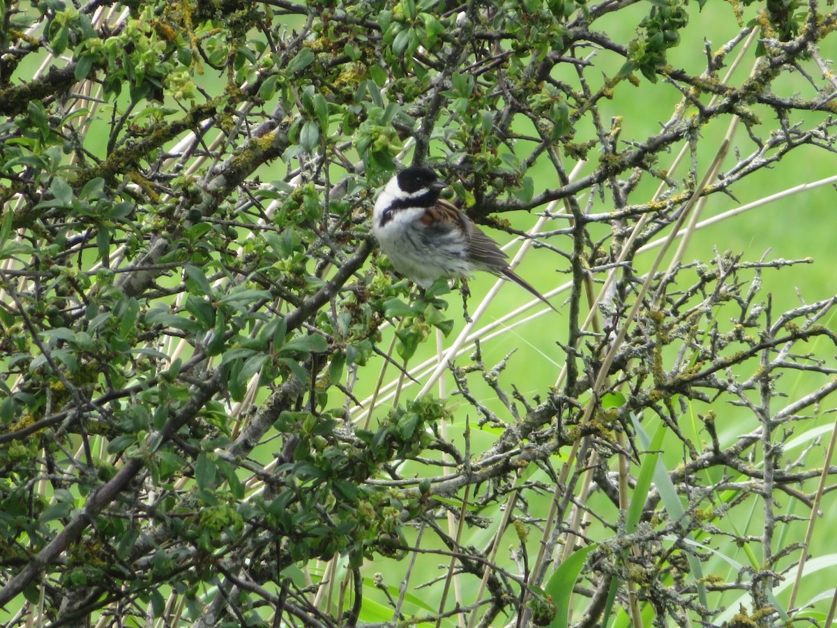 Reed Bunting - ML620300396