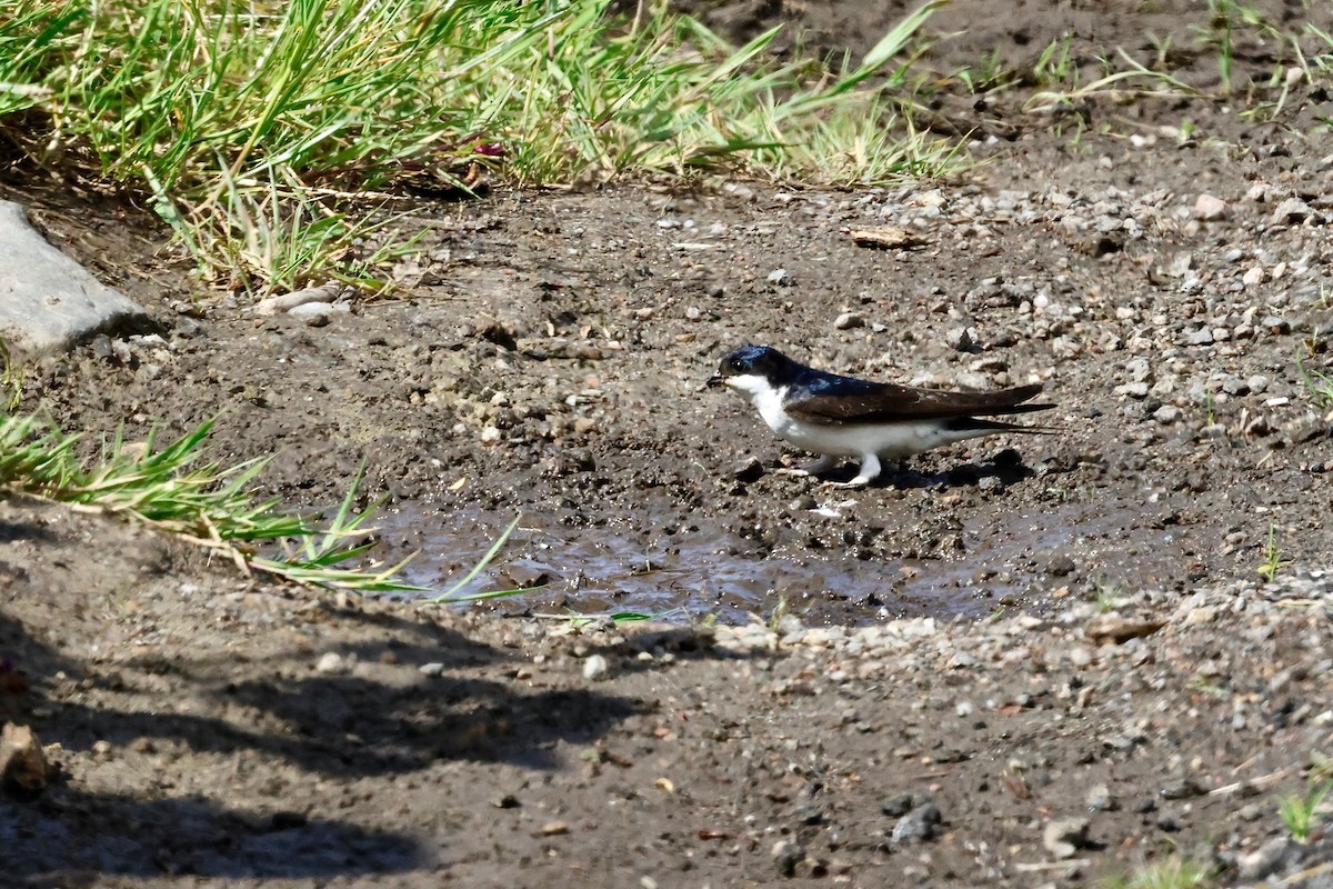 Western House-Martin - ML620300398