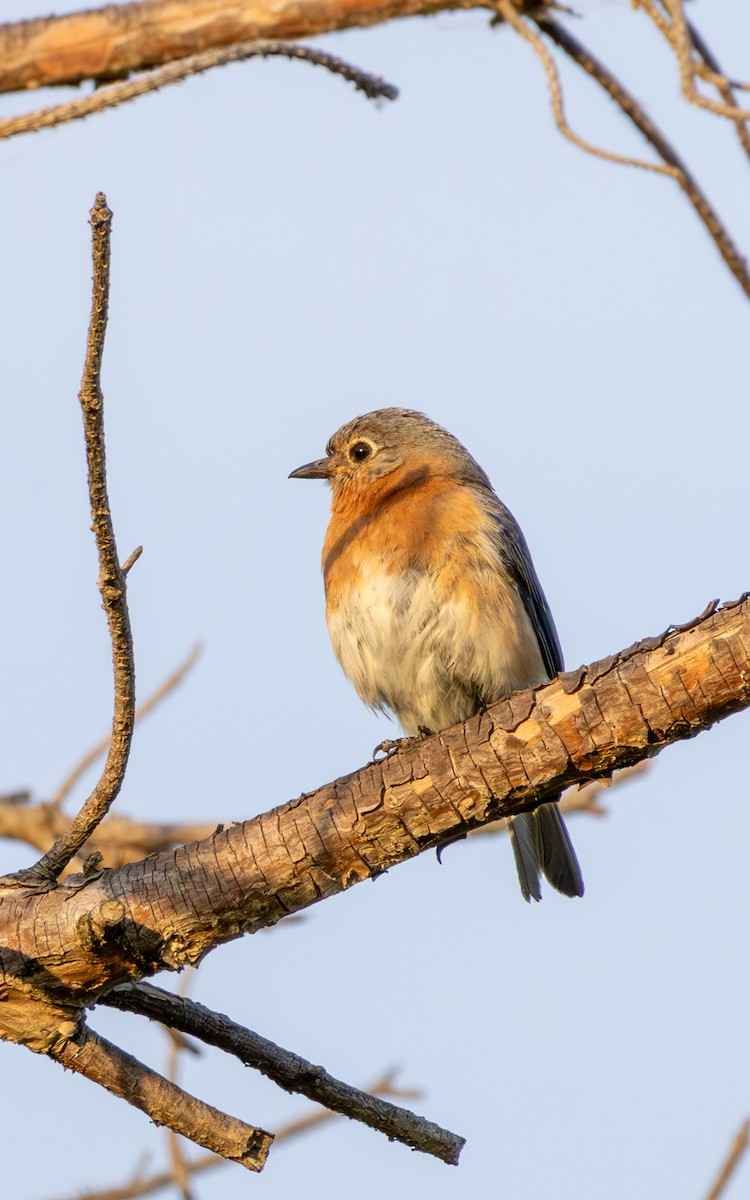 Eastern Bluebird - ML620300401