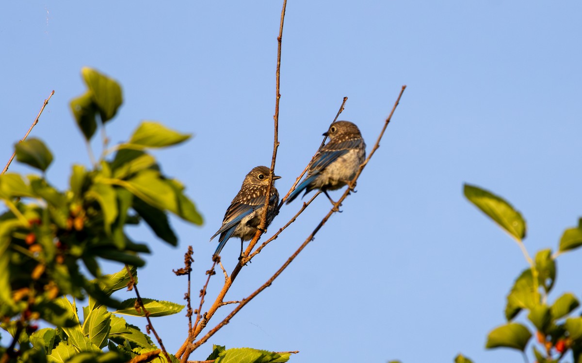 Eastern Bluebird - ML620300403