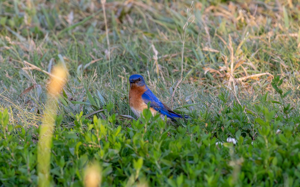 Eastern Bluebird - ML620300405