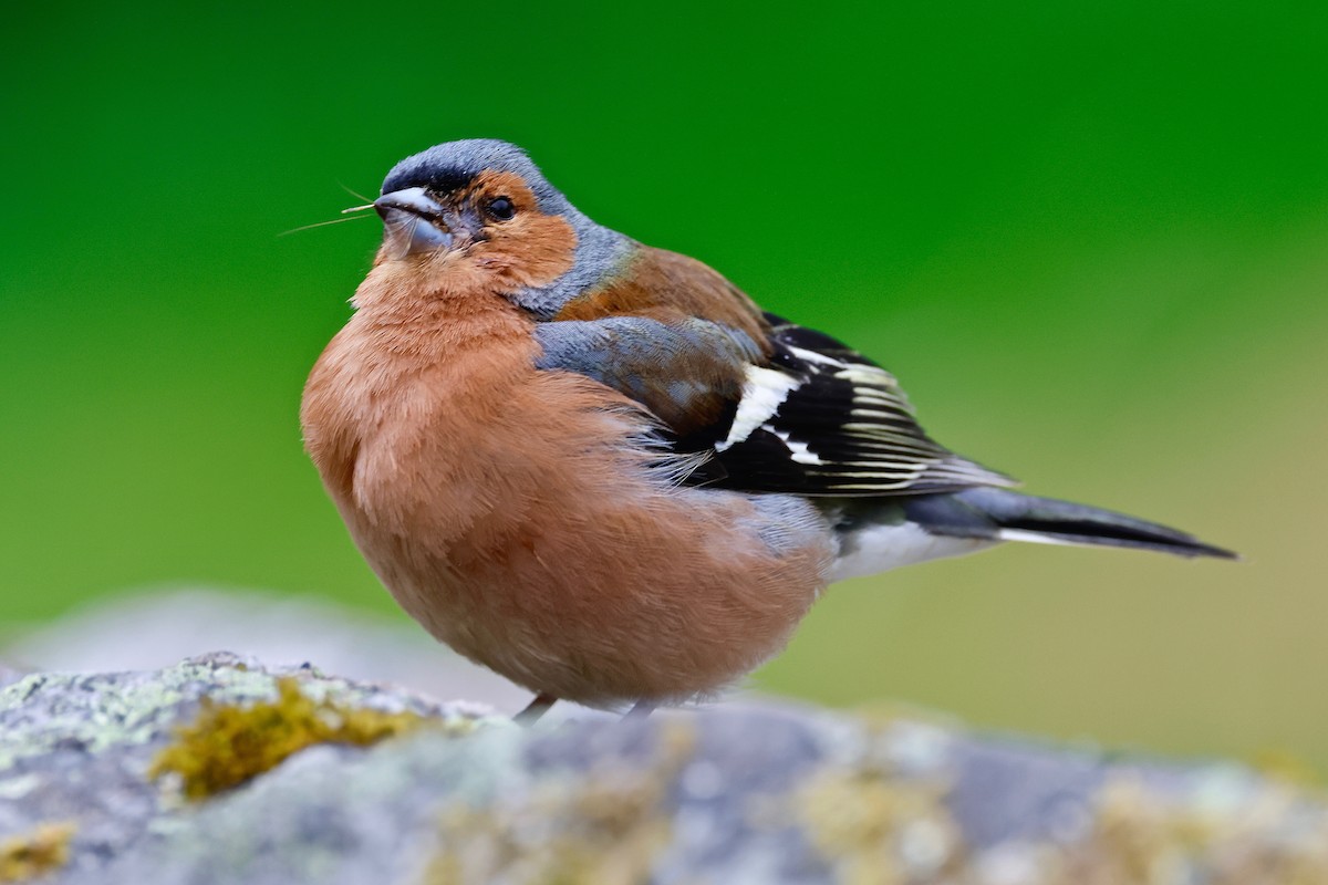 Common Chaffinch - ML620300411