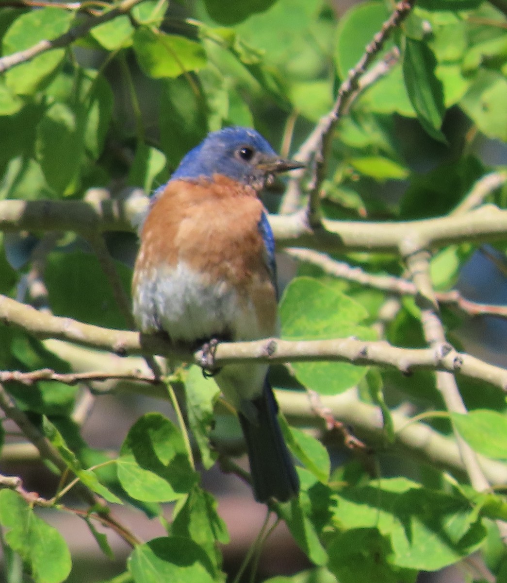 Eastern Bluebird - ML620300412