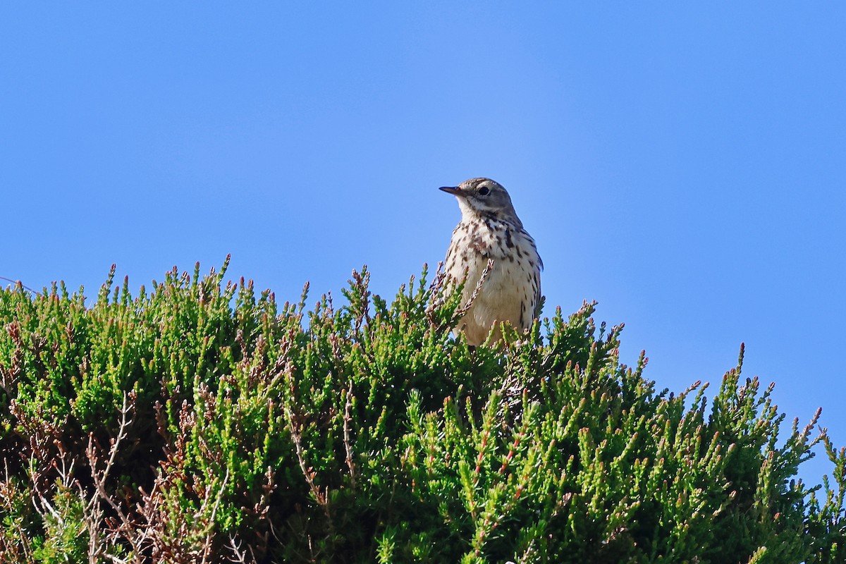 Meadow Pipit - ML620300417