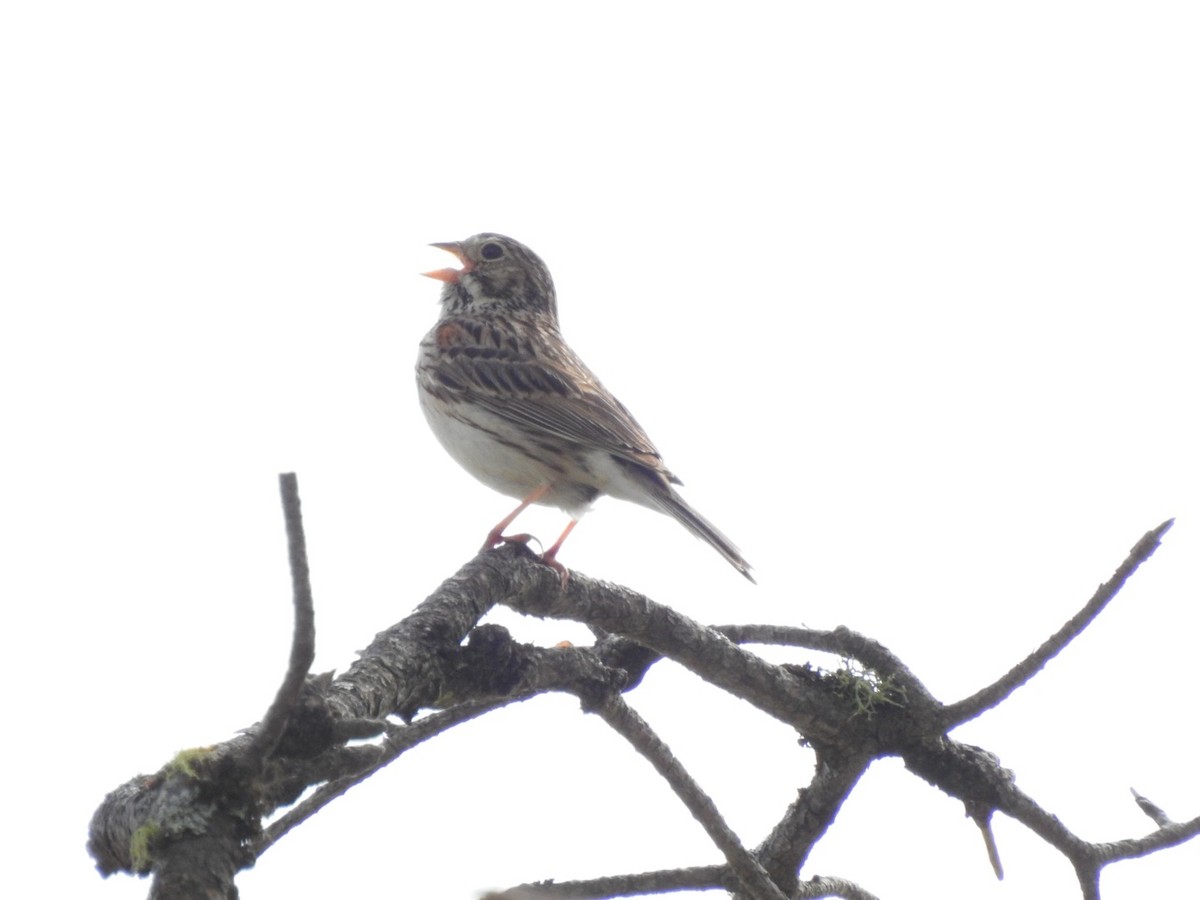 Vesper Sparrow - ML620300436
