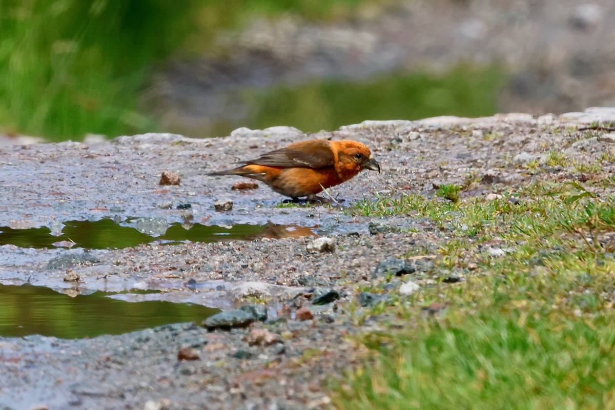 Red Crossbill - ML620300438