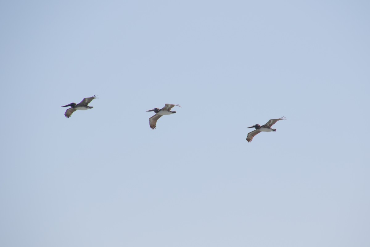 Brown Pelican - ML620300440