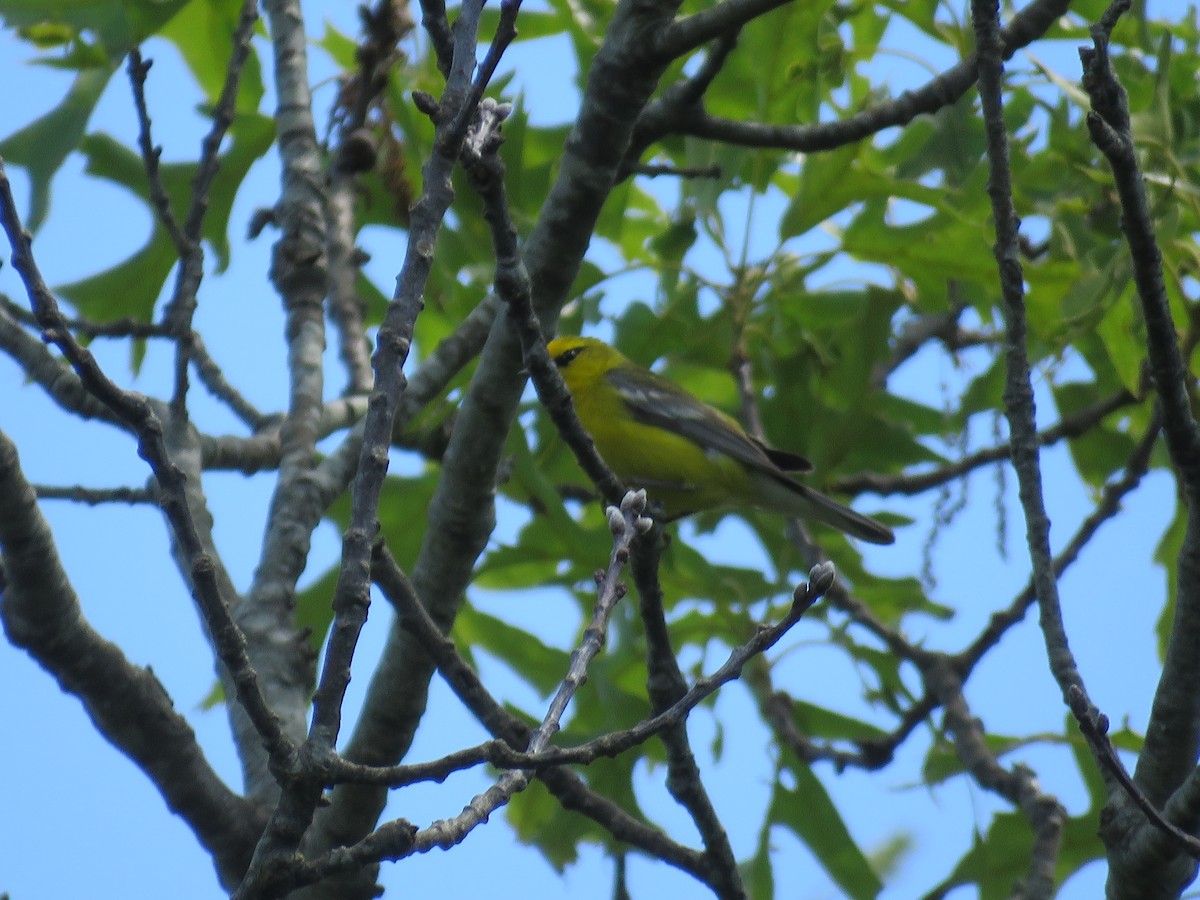 Blue-winged Warbler - ML620300454